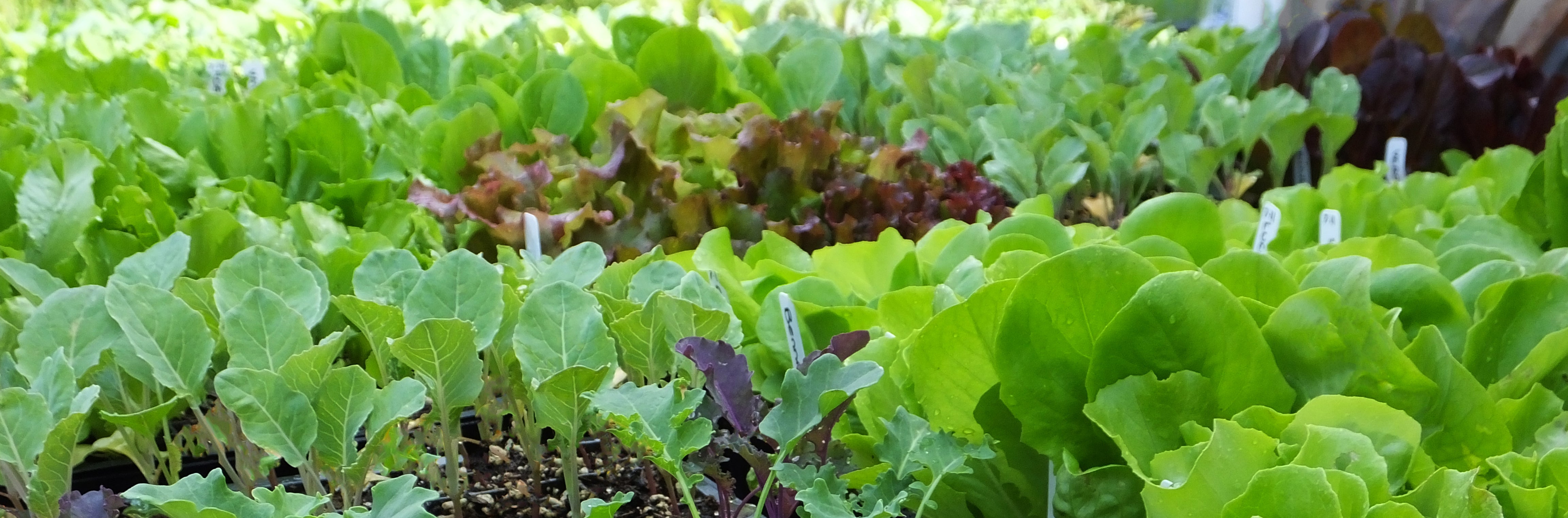 Microgreens in tray