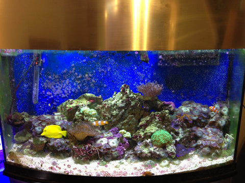 actinic aquarium light