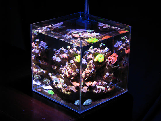 mythologie vee Kan weerstaan Aquarium Reef CREE LED Bulb 35W Full Spectrum Light w/ optional mount – 21  LED