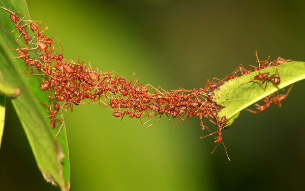 Ants Bridge