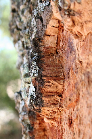 Cork Oak Tree