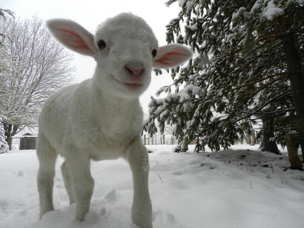 Little Ellie at Cedar Row Farm Sanctuary