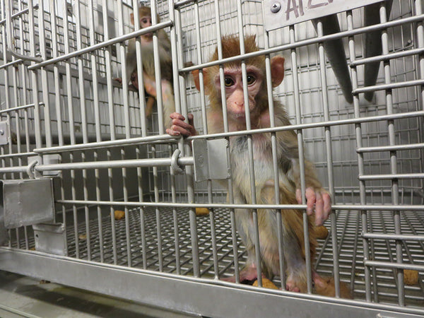 Caged lab monkeys