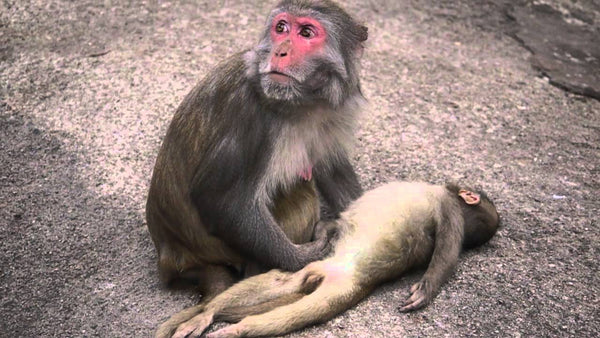 A mother monkey mourns the death of her baby