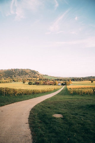 denbies wine estate with box hill in the background