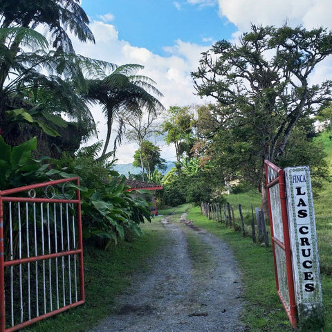 Entrance and driveway to Finca Las Cruces farm