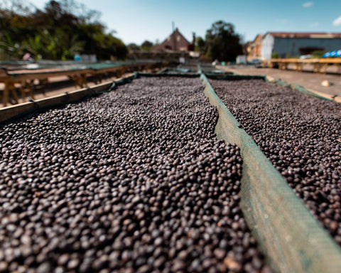 natural process drying of coffee cherries at El Cipres farm El Salvador