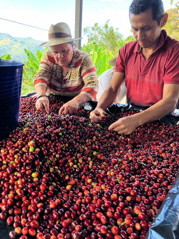 a man and a woman sorting coffee cherries in quinchia colombia