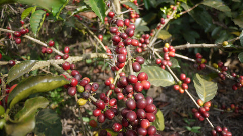 coffee cherries in el salvador