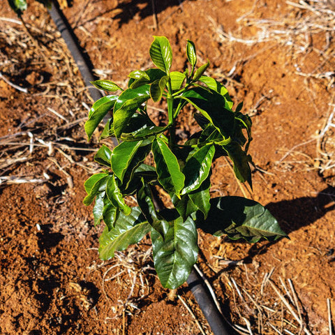 coffee plant on fazenda mio