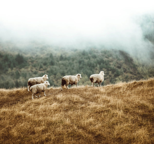 Image of merino sheep