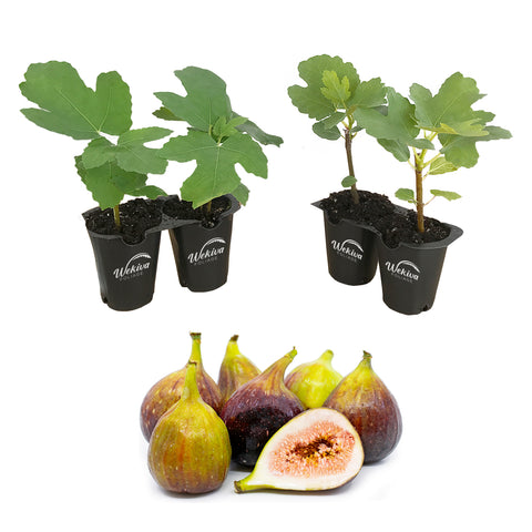 Fig Tree Starter