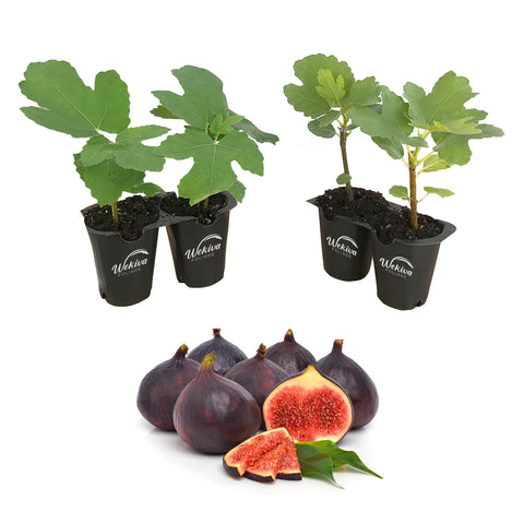 Ischia Fig Tree Live Starter Plants