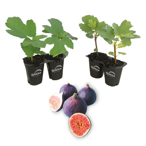 LSU Purple Fig Tree Starter Plant