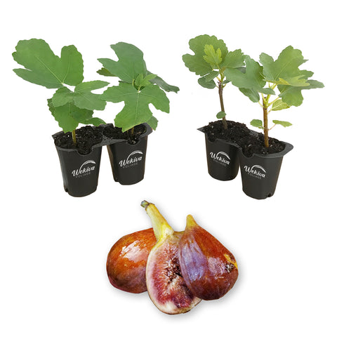 Olympian Fig Tree Starter Plants