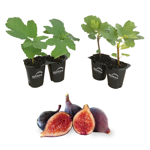 Fig Tree Starter