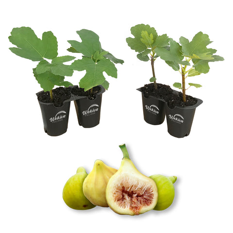Yellow Long Neck Fig Tree Starter Plant