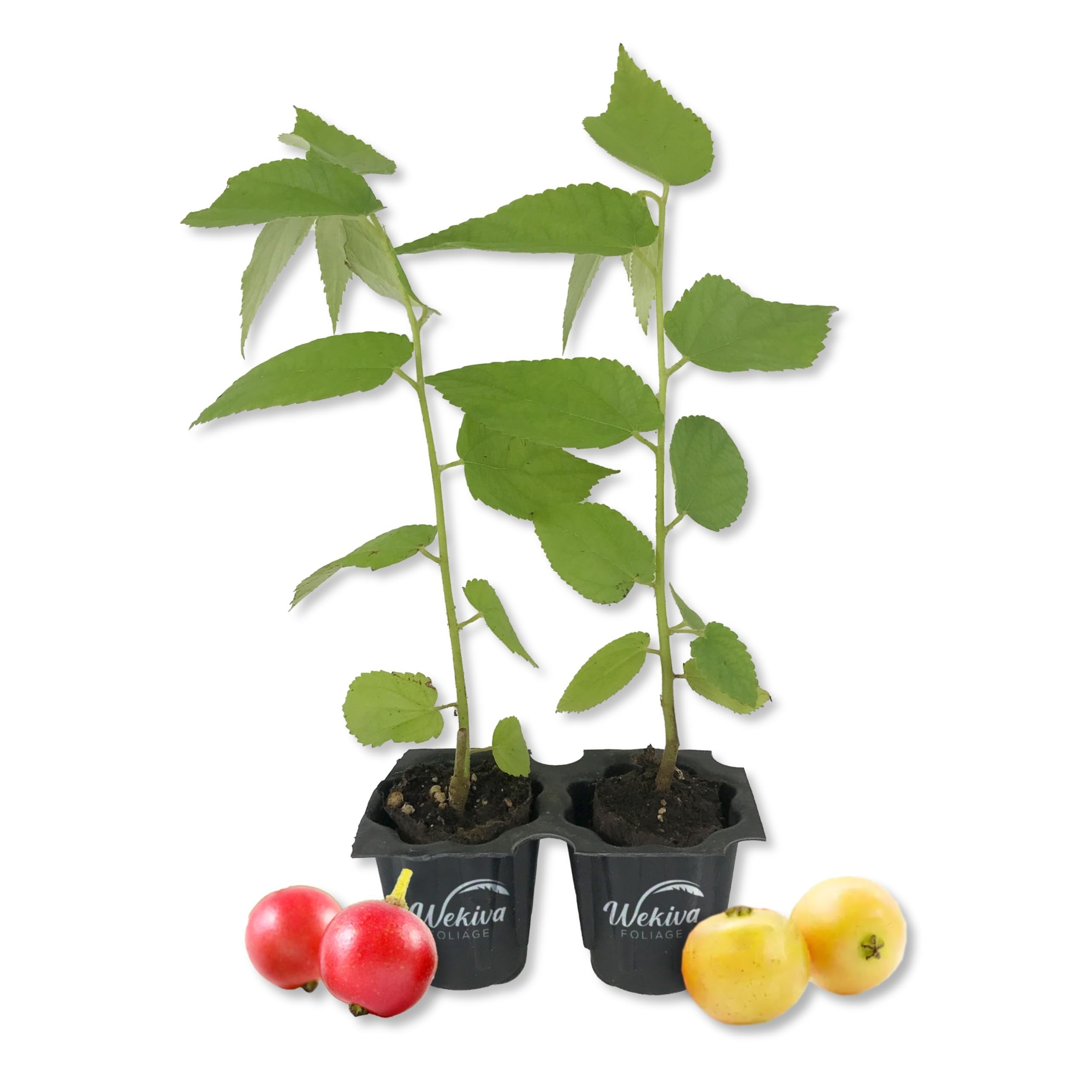 Jamaican Cherry Tree - Strawberry Tree - 2 Live Starter Plants in 2 Inch Grower's Pot - Muntingia Calabura - Edible Fruit Bearing Tree for The Patio and Garden