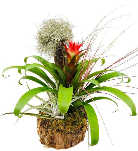 Bromeliad Marbled Pot Non Toxic Plant in South Milwaukee, WI - PARKWAY  FLORAL INC.