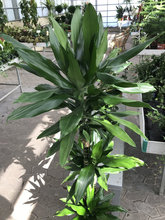 Dracaena Fragrans - 'Hawaiian Sunshine' - 24cm Pot - Altura 130-140cm