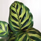 Peacock Plant - Live Plant in a 4 Inch Pot - Calathea Makoyana- Beautiful Easy to Grow Air Purifying Indoor Plant