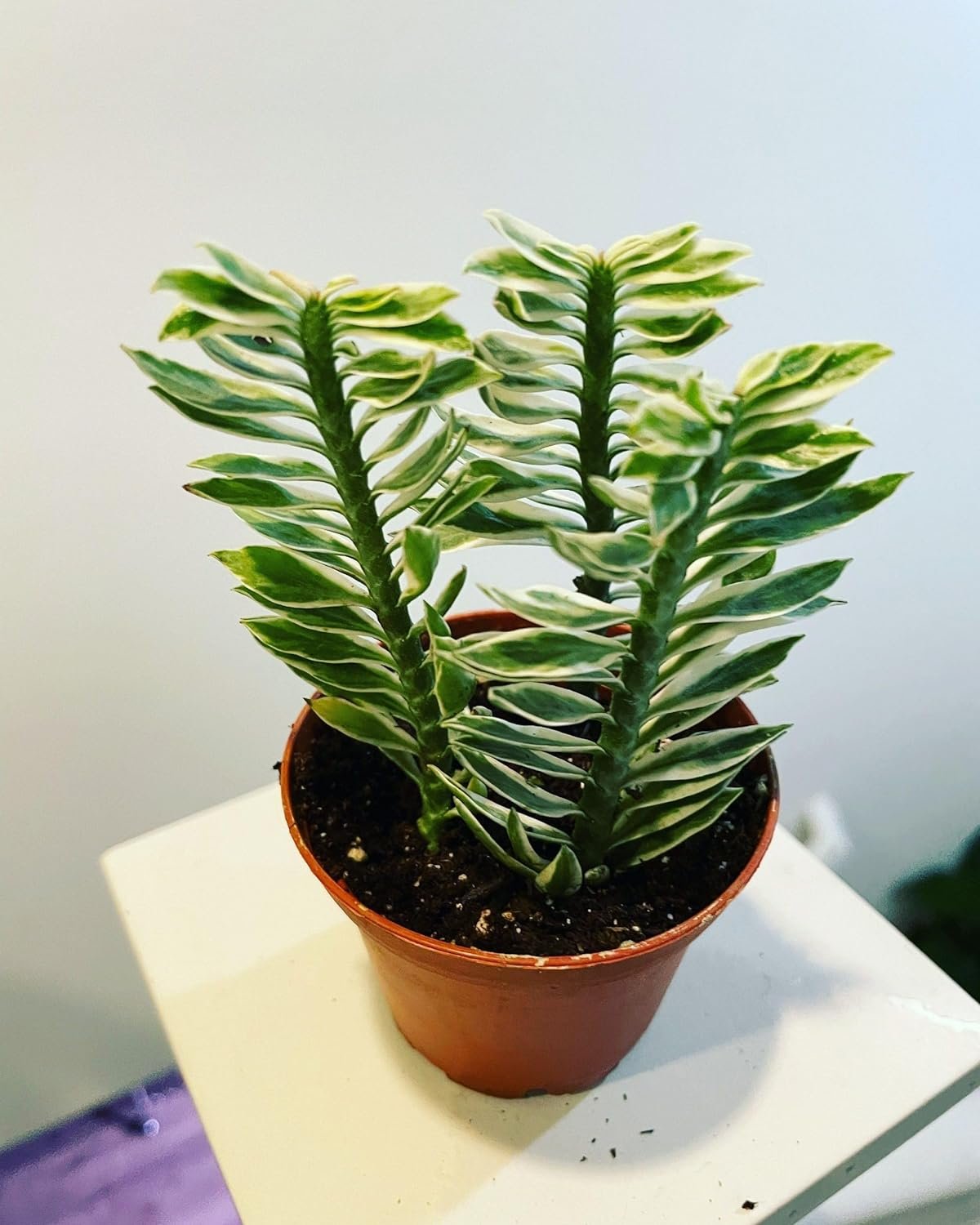 Variegated Devil's Backbone - Live Starter Plants in 2 Inch Pots - Pedilanthus Tithymaloides - Rare Cactus Succulent from Florida