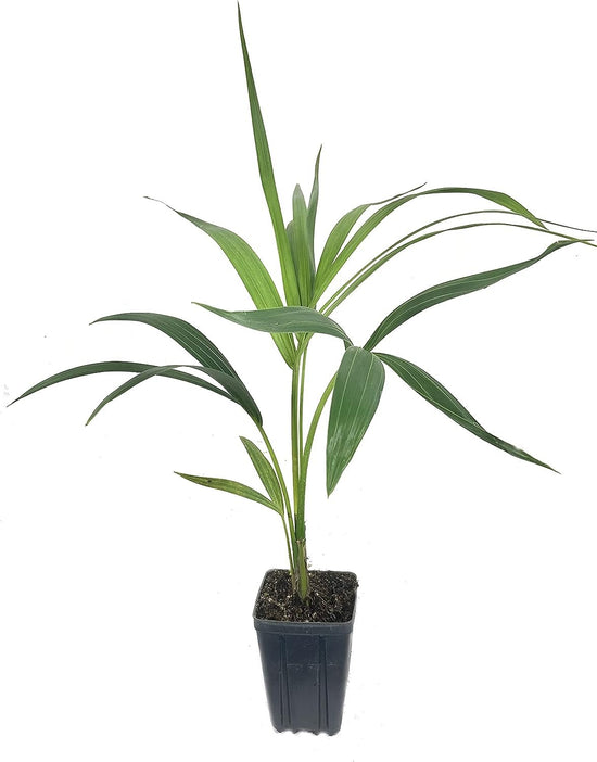 Plant in a box - kentia palmier xxl - howea forsteriana - plante verte interieur  vivante - purifiante - pot 24cm - hauteur 150-170cm