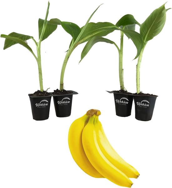 Evaxo Organic Bananas ( 3 lbs.)