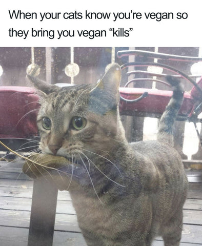 vegan meme cat