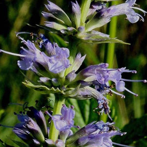 dry blue giant hyssop