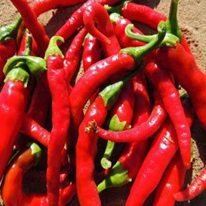 Long Thin Cayenne Pepper – Nichols Garden Nursery