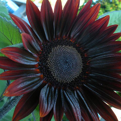 Sunflower, Chocolate Cherry – Nichols Garden Nursery