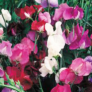 Sweet Pea Old Spice – Nichols Garden Nursery