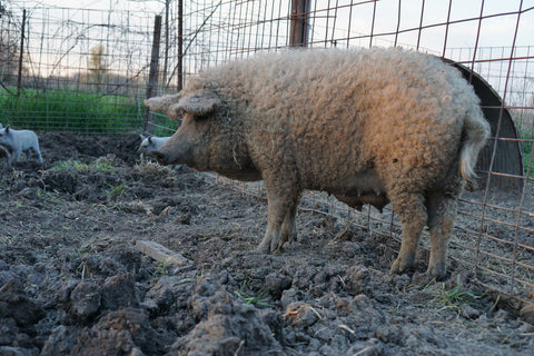 One of our Mangalitsa Sows