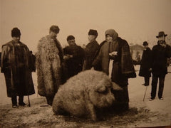 Old Mangalitsa Picture