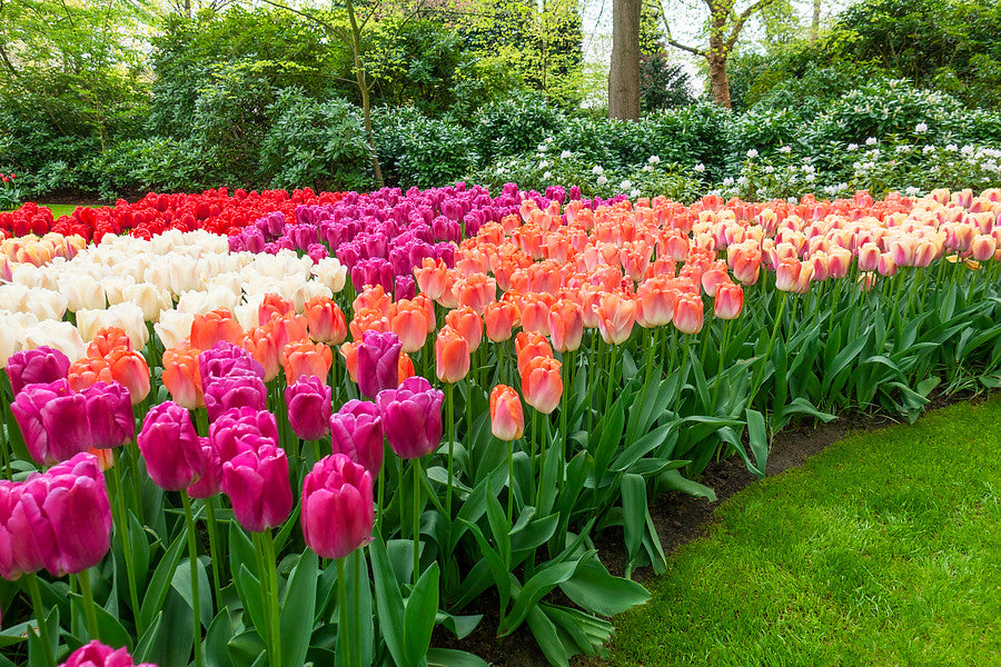 Blooming time for Tulip Bulbs