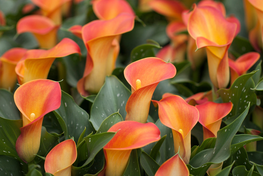 How to grow Calla Lilies from bulbs