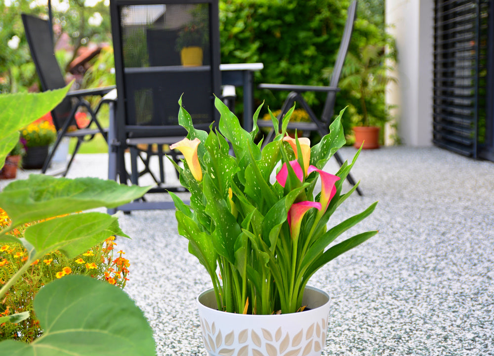 Growing Guide: How to Grow Calla Lilies