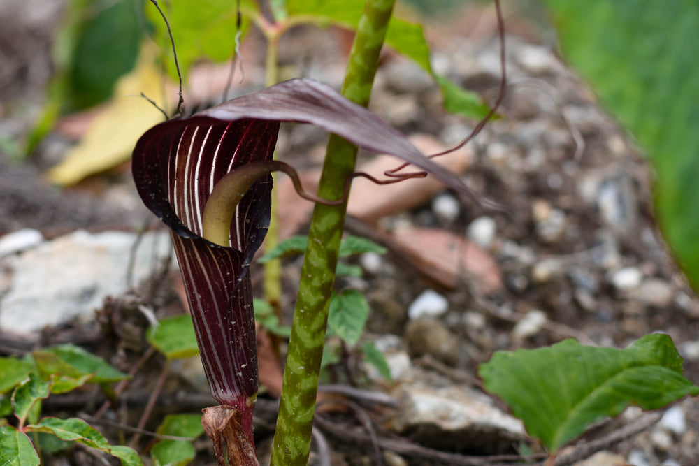 Arisaema Cobra Lily