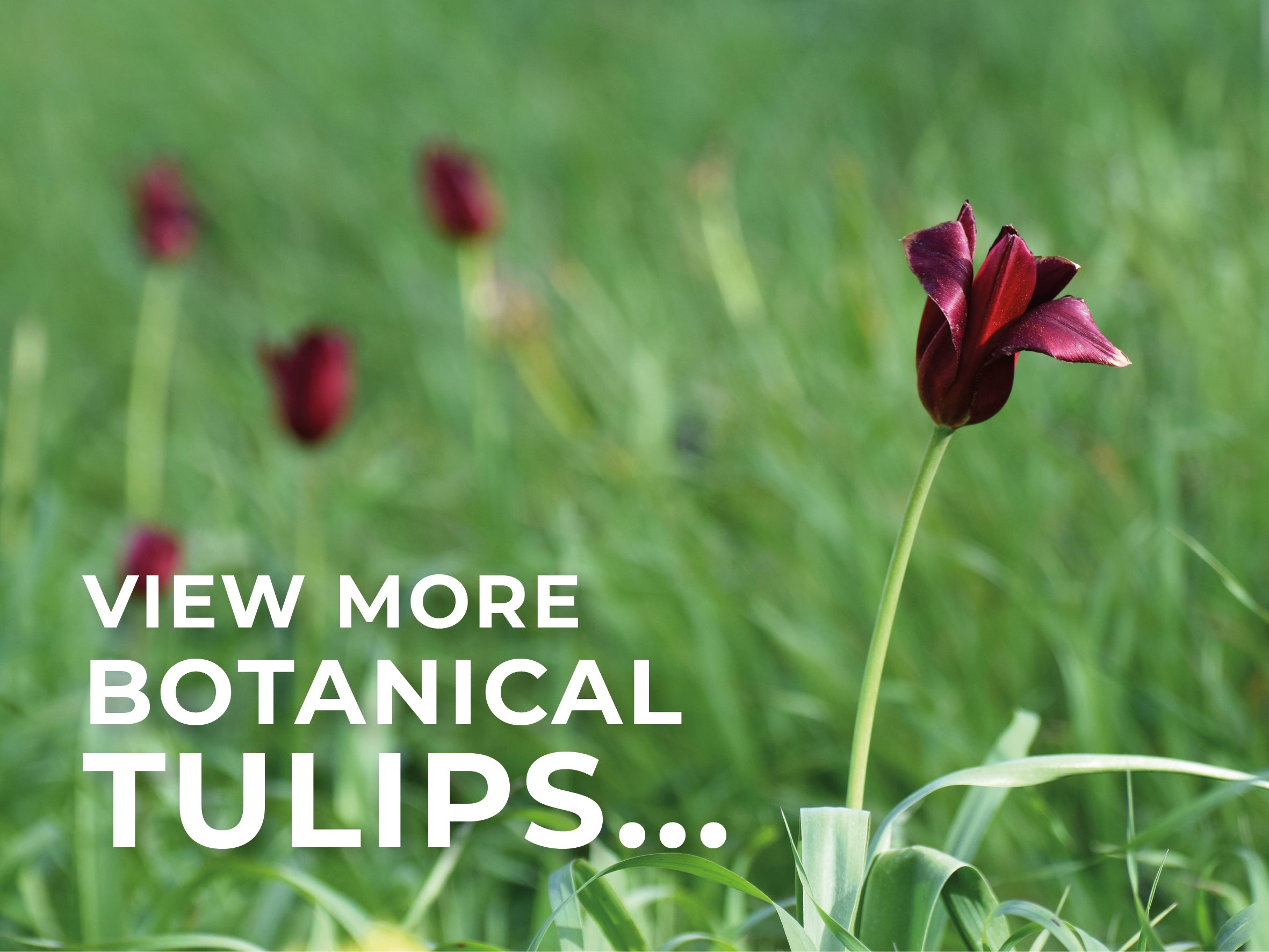 Where to buy wild tulips