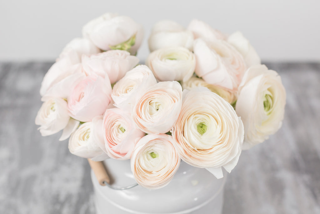 A vase of pink and white ranunculus.