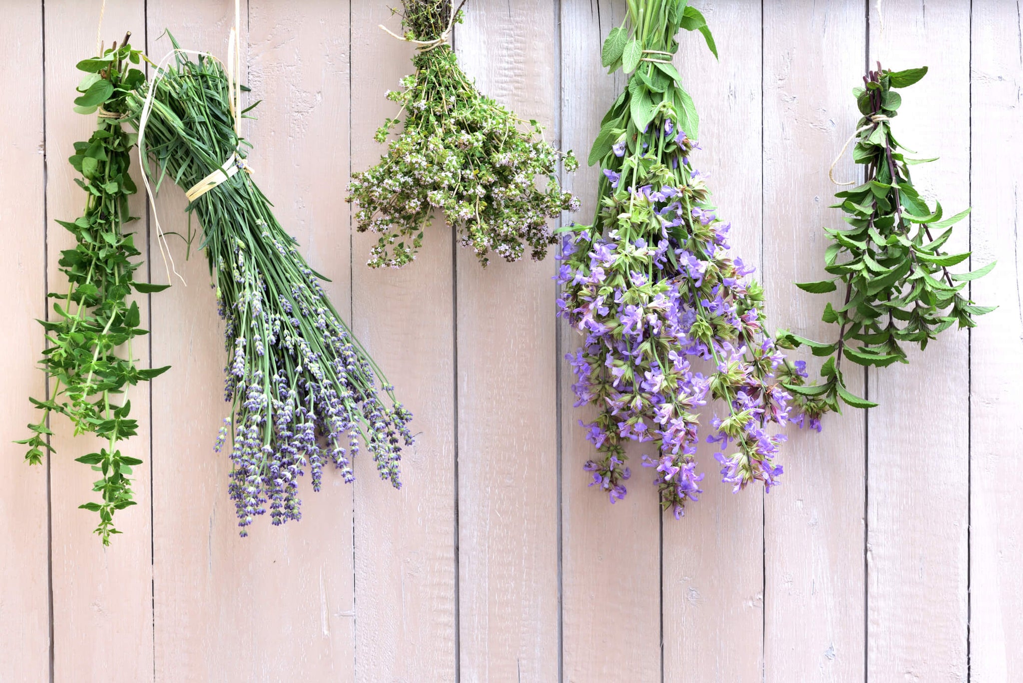 Bunches of fresh flowers hanging and drying on a wooden wall background.