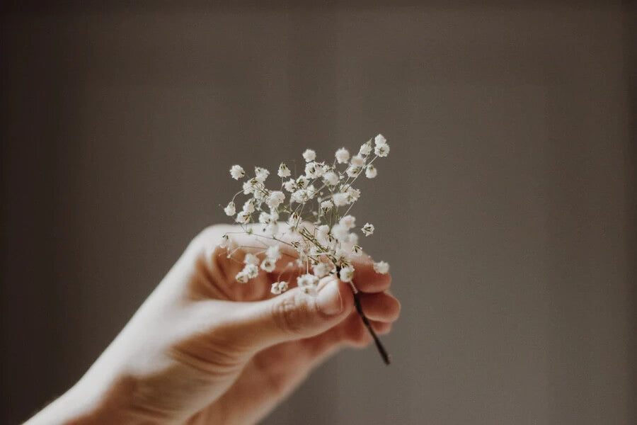 Dried gypsophila from Hidden Botanics.