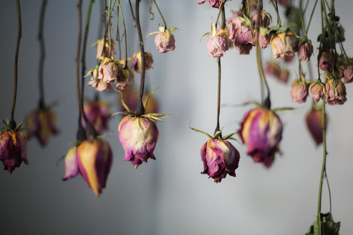 Air-drying roses to create dried rose petals.