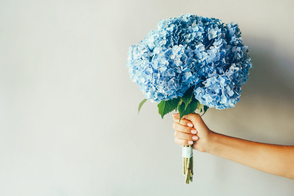 a person holding a large bouquet of blue hydrangeas.