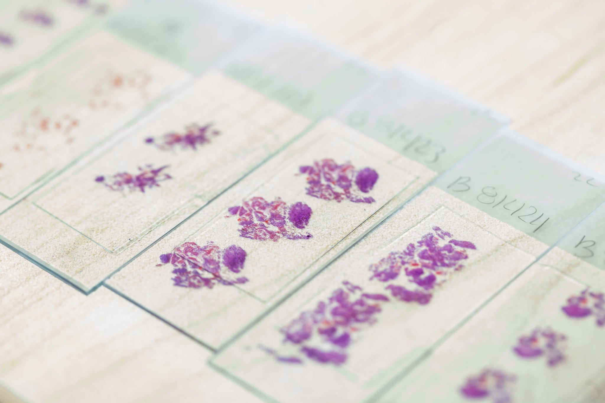 Dried flower bookmarks.
