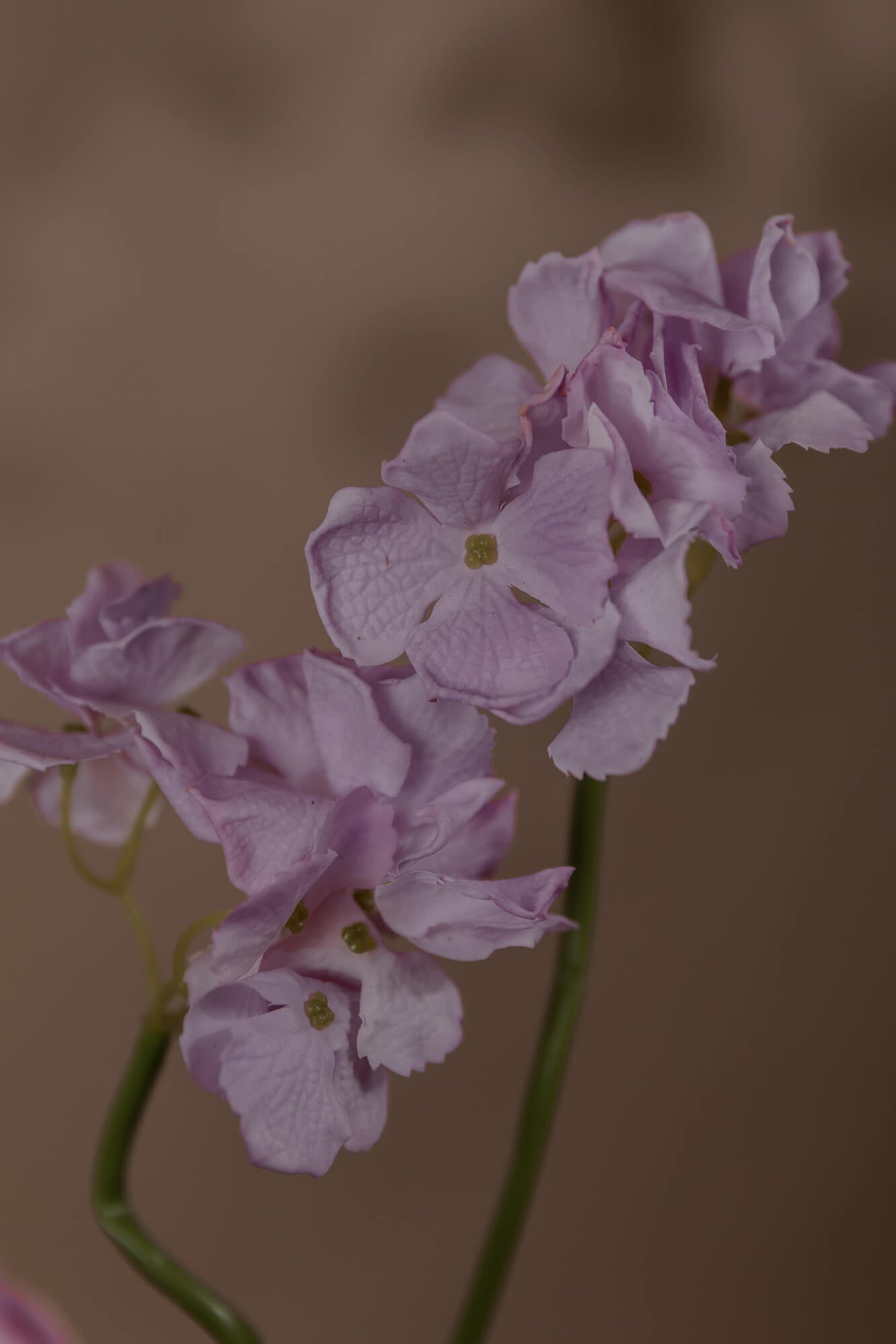 Dried purple orchids from Hidden Botanics.