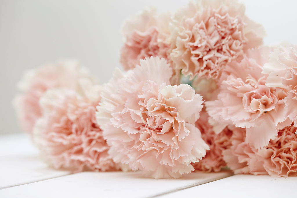 A close-up shot of pink carnation wedding flowers.