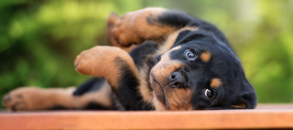 do rottweilers have separation anxiety