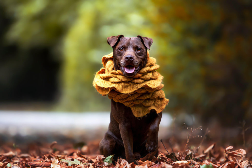 are patterdale terriers smart dogs